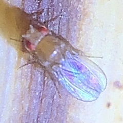 Drosophila melanogaster