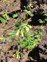 Brickellia grandiflora
