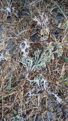 Helichrysum luteoalbum