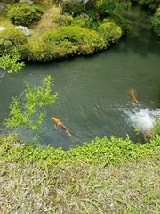 Cyprinus rubrofuscus