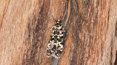 Scoparia exhibitalis