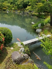 Cyprinus rubrofuscus