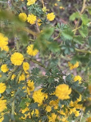 Acacia pulchella