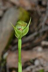 Pterostylis curta