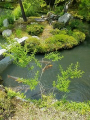 Cyprinus rubrofuscus