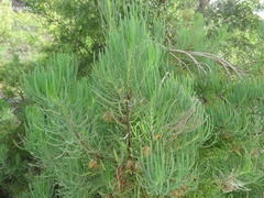 Dyscritothamnus filifolius