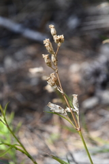 Silene jeniseensis