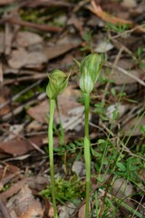 Pterostylis curta