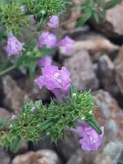 Galeopsis angustifolia