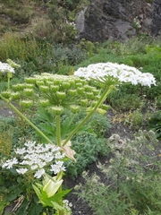 Heracleum