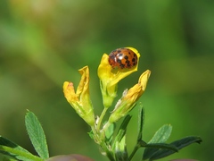 Subcoccinella vigintiquatuorpunctata