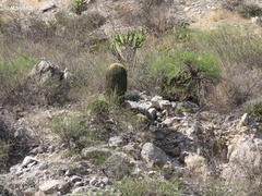 Echinocactus platyacanthus