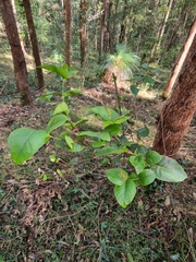 Eucalyptus acmenoides