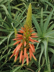 Aloe arborescens