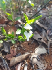 Dalechampia caperonioides