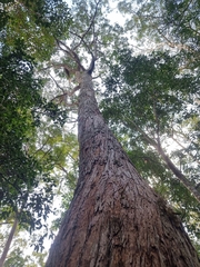 Eucalyptus acmenoides