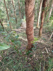 Eucalyptus acmenoides