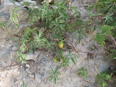 Distimake dissectus dissectus