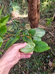 Eucalyptus acmenoides