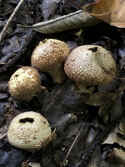Lycoperdaceae