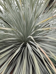 Dasylirion acrotrichum