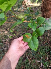 Eucalyptus acmenoides