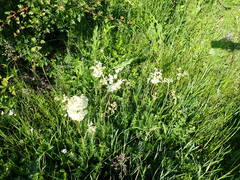 Filipendula vulgaris