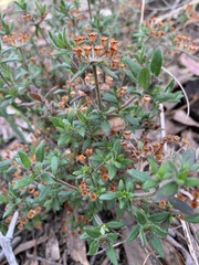 Pomax umbellata
