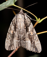 Catocala flebilis