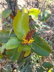 Byrsonima guilleminiana