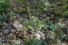 Oxytropis strobilacea