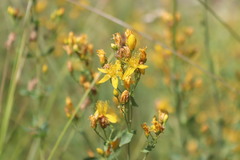 Hypericum scouleri