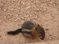 Callospermophilus lateralis lateralis