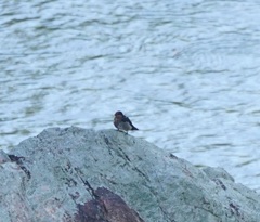 Hirundo tahitica