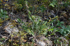 Oxytropis strobilacea