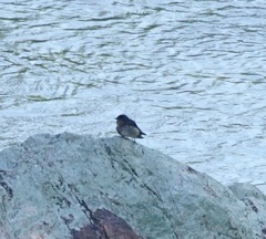 Hirundo tahitica