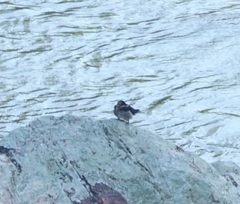Hirundo tahitica
