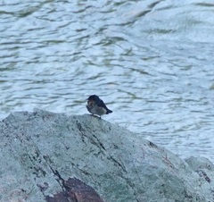 Hirundo tahitica