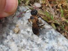Megachile sculpturalis