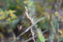 Oxytropis strobilacea