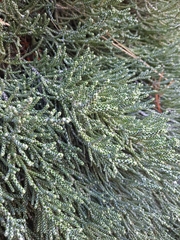 Helichrysum intermedium