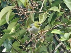 Zosterops lateralis