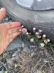 Erigeron purpuratus