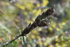 Oxytropis strobilacea