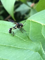 Physocephala marginata