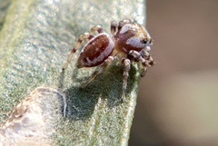 Metaphidippus