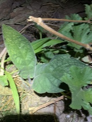 Pentaglottis sempervirens