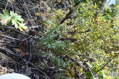 Oxytropis strobilacea