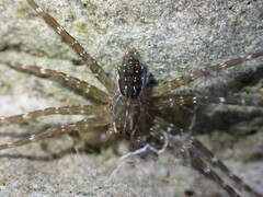 Dolomedes raptor