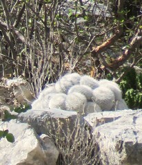 Mammillaria parkinsonii
